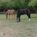 IMG_20190526_132815_005.jpg