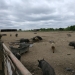 IMG_20190526_133436.jpg